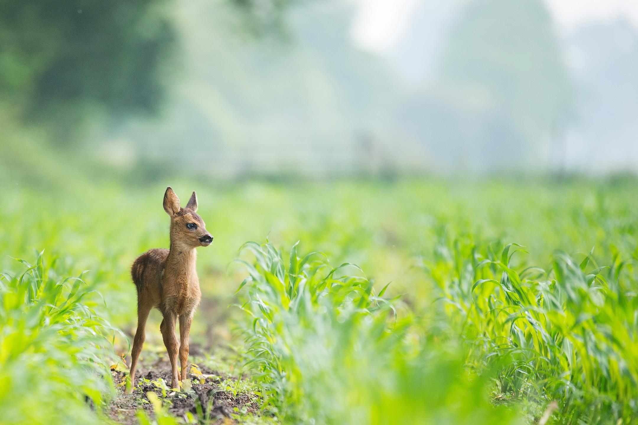 Afbeelding in de achtergrond